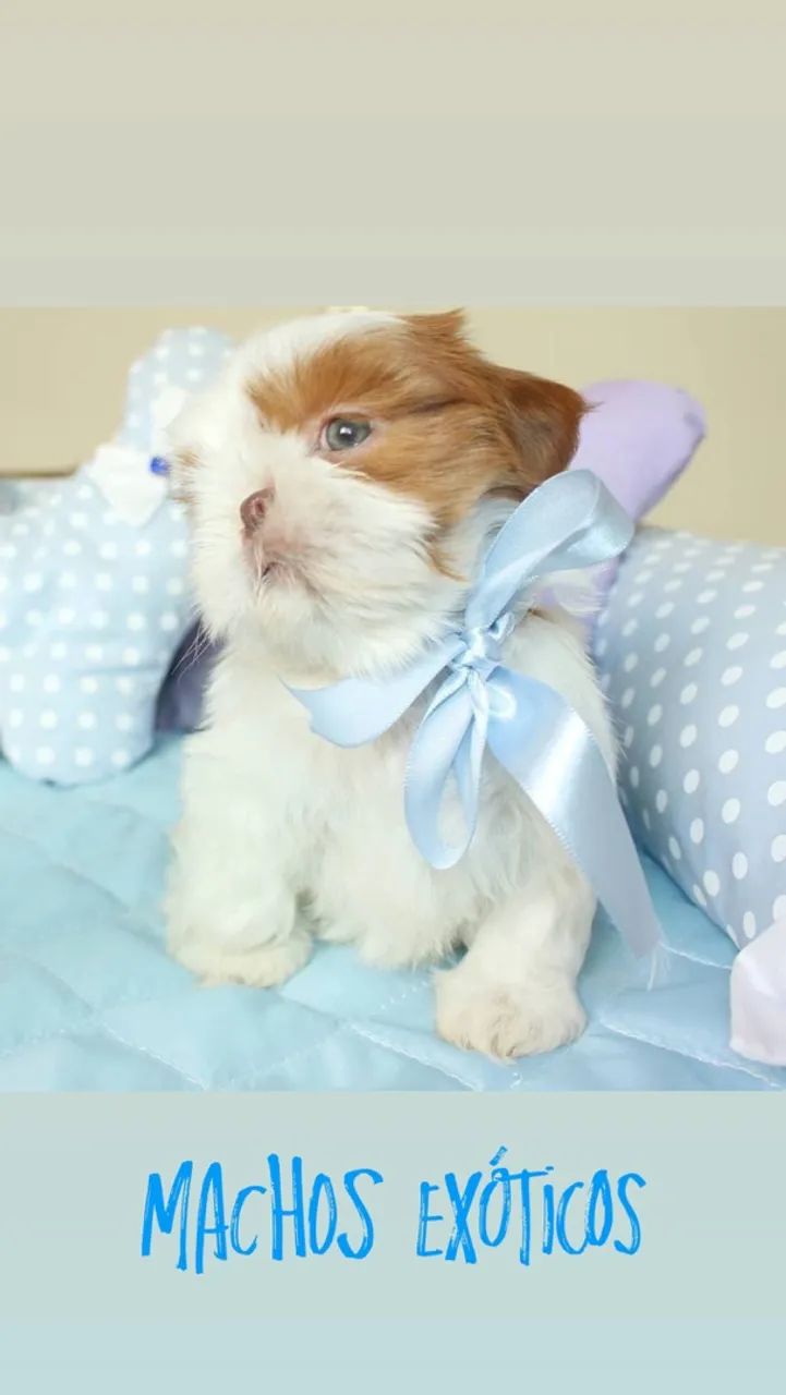 Shihtzu miniaturas  - Foto 5