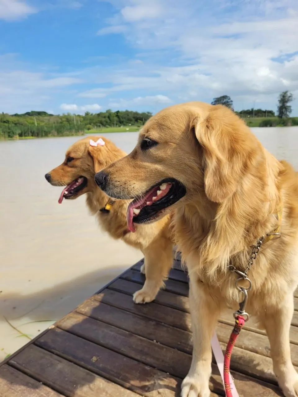 F Golden Retriever  - Foto 2