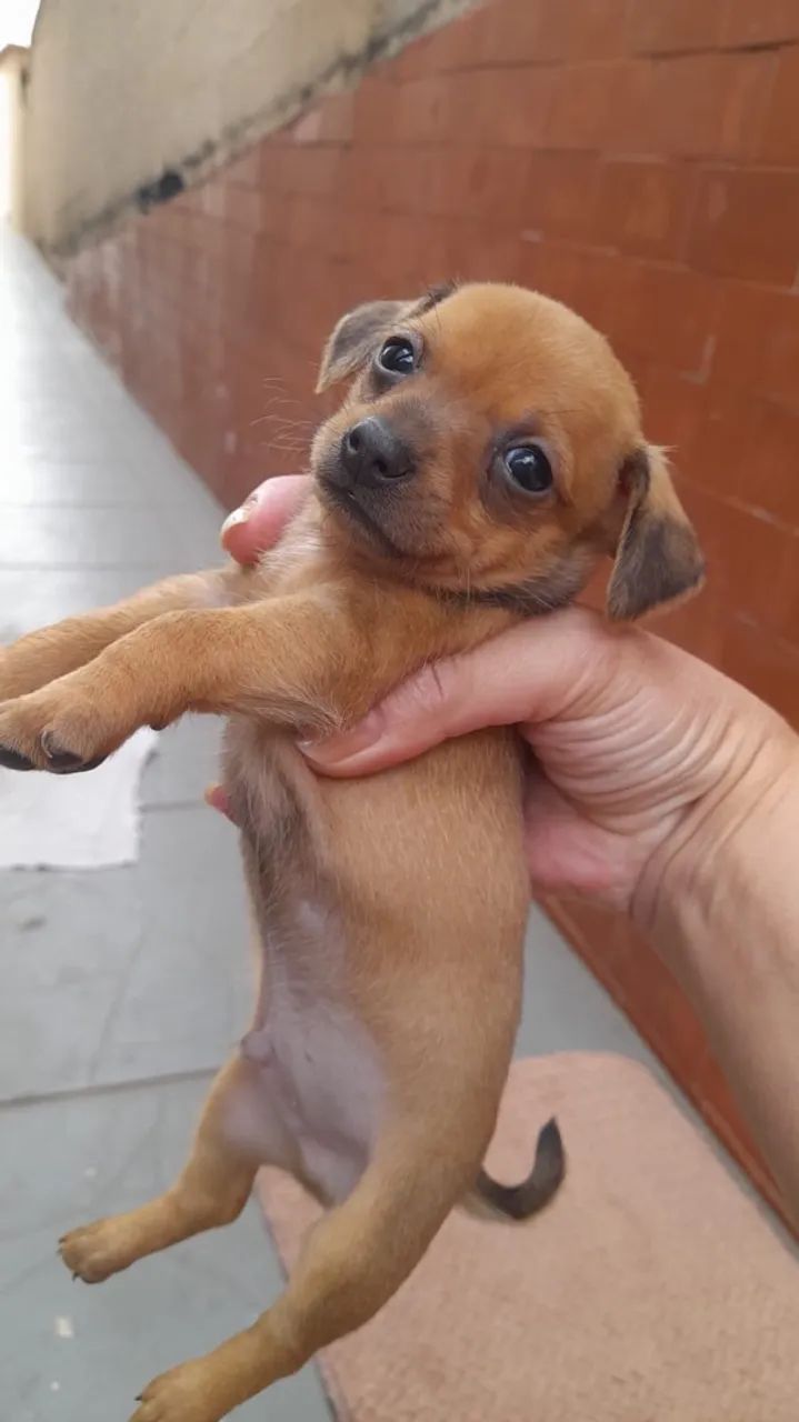 pinscher  - Foto 3