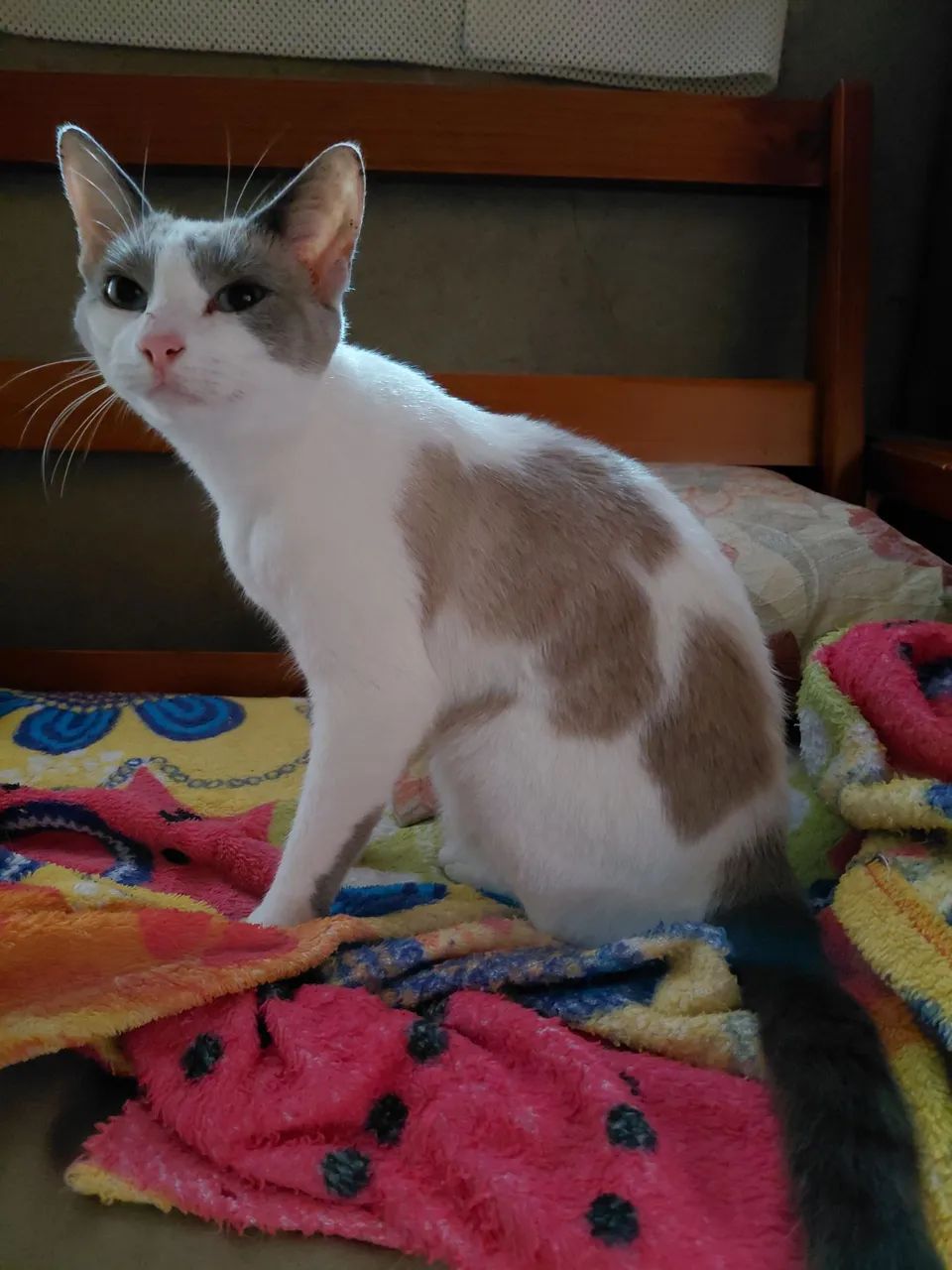 gatinha para doação  - Foto 3