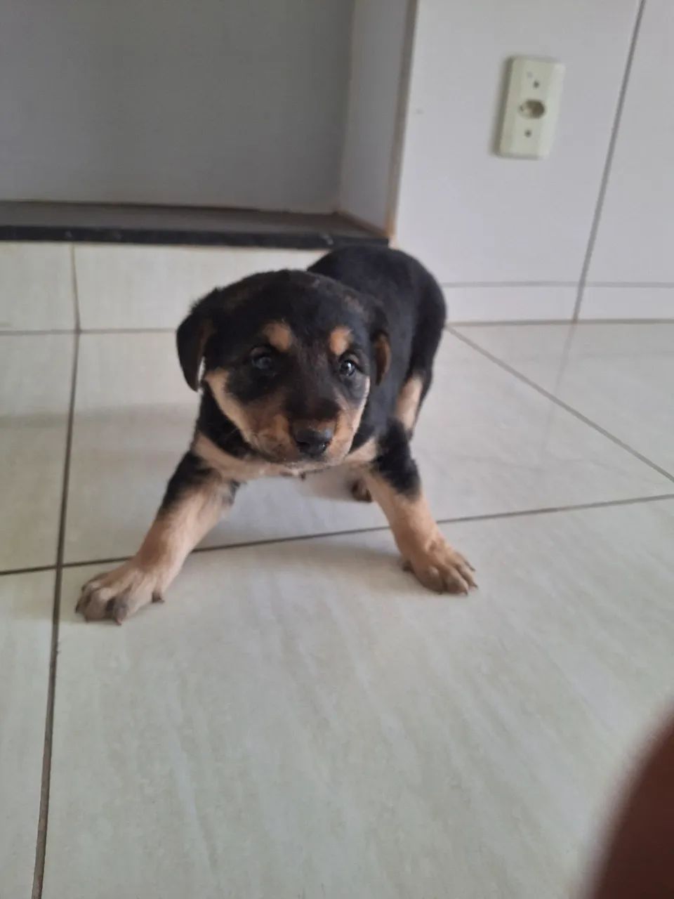 Doação cachorros filhotes 