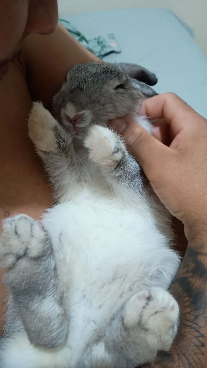 Vendo coelha cinza - Foto 4