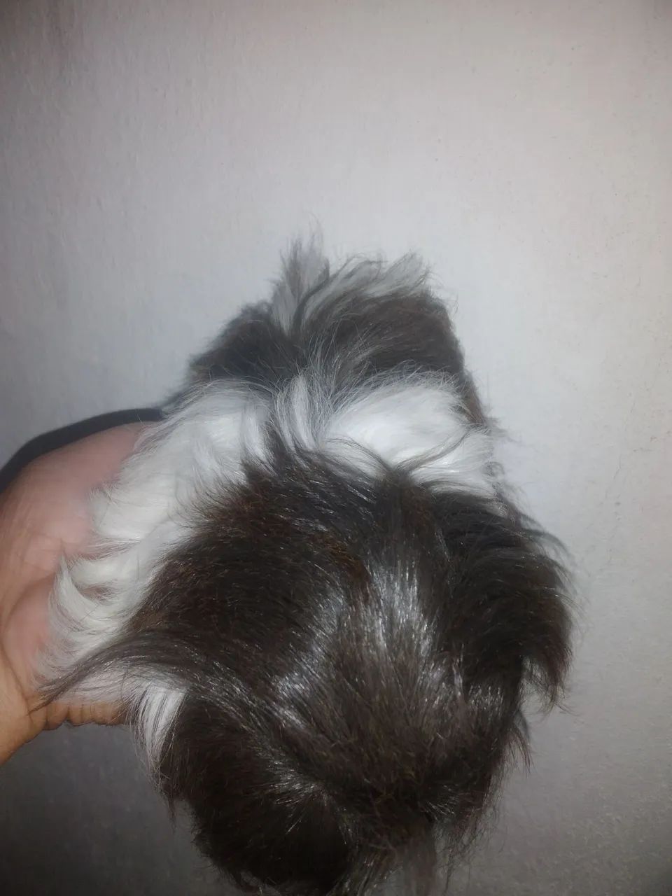 Porquinho da india Peruano Macho - Foto 3