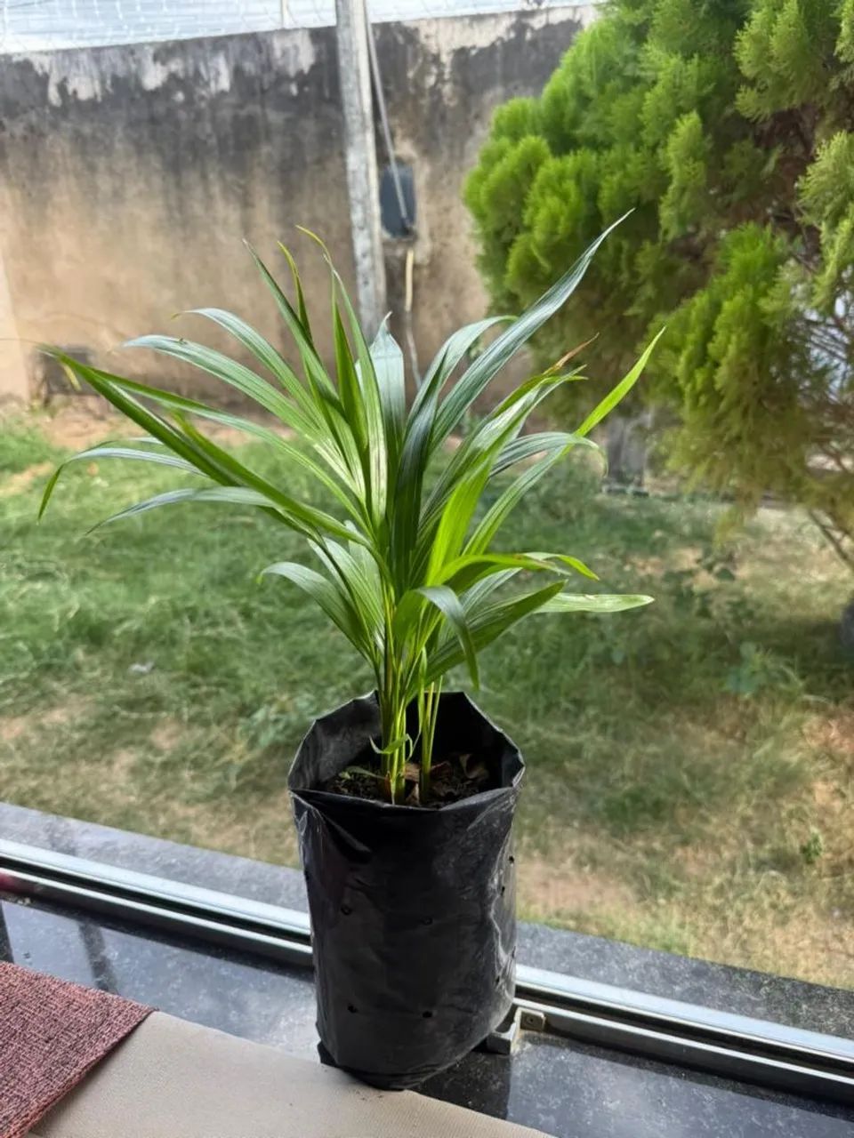 Palmeiras areca bambu - Foto 3