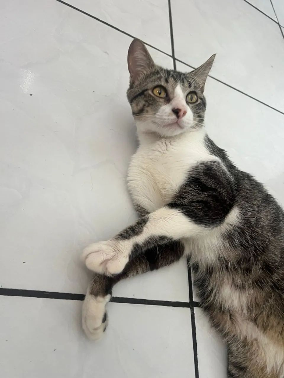 gato macho doação - Foto 5
