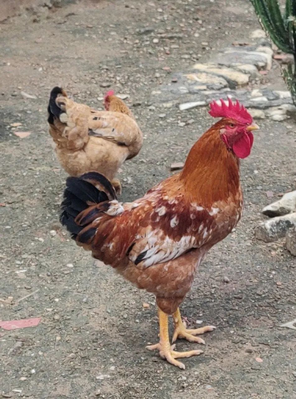 Frangos