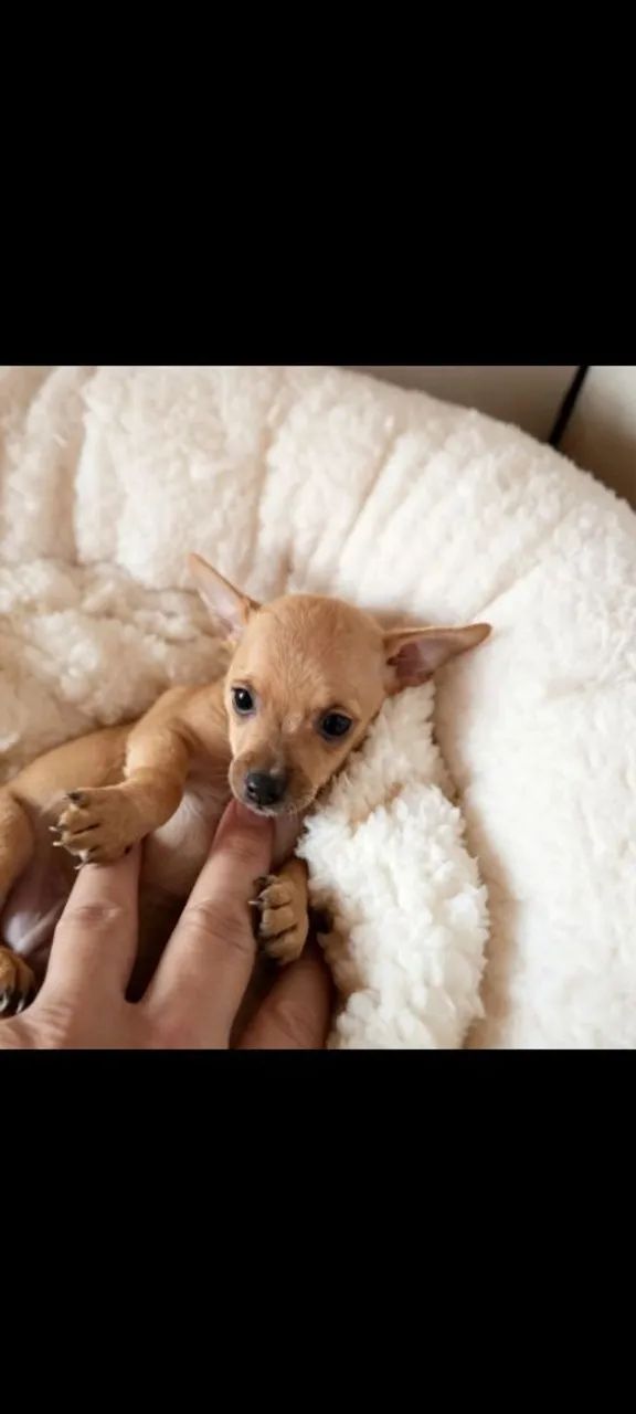 Pinscher Machinho original 