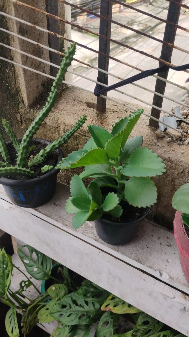 Plantas