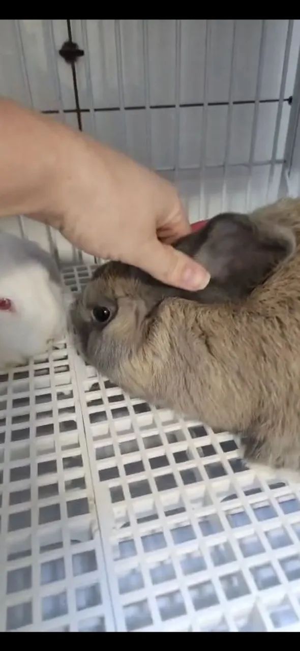 Mini lop - Foto 2
