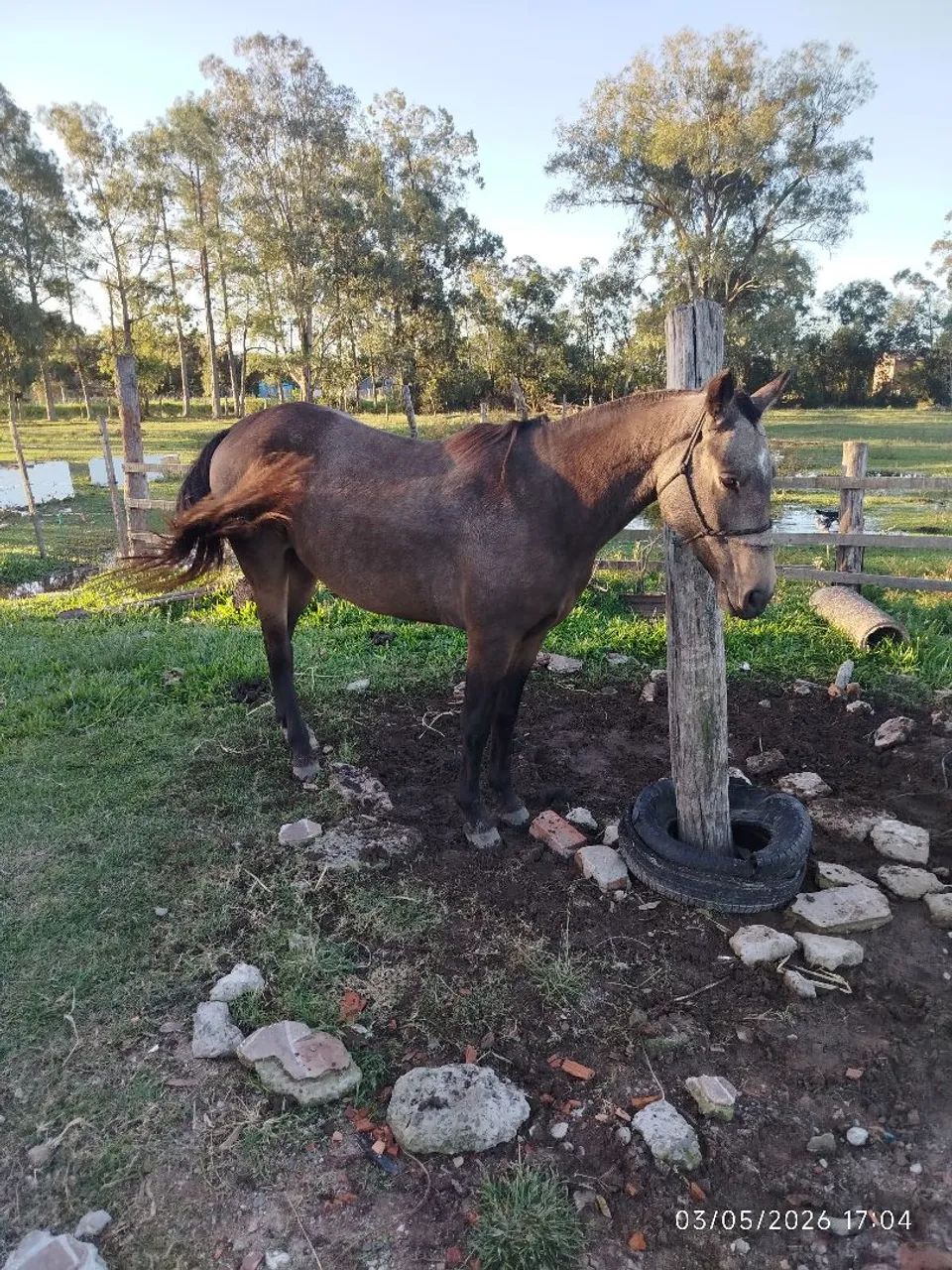 Cavalo domado manso de montaria whats * - Foto 2