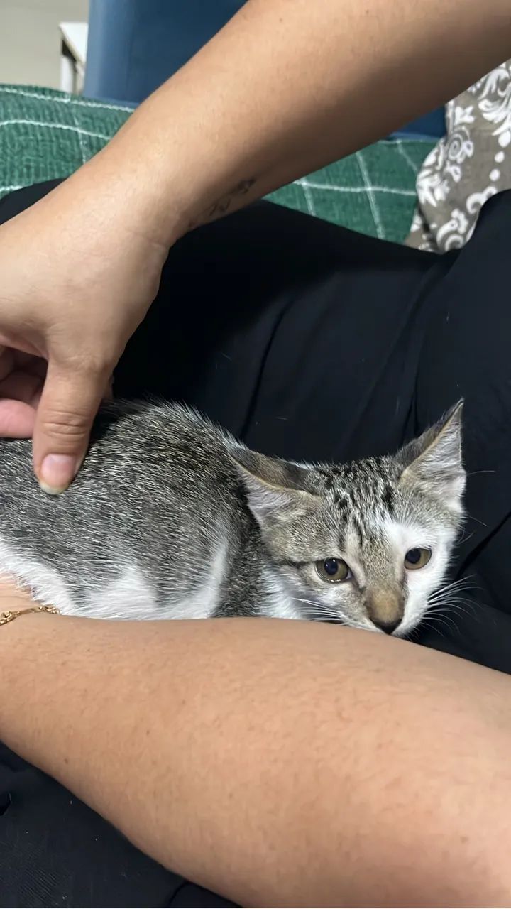 Gatos para doação - Foto 3