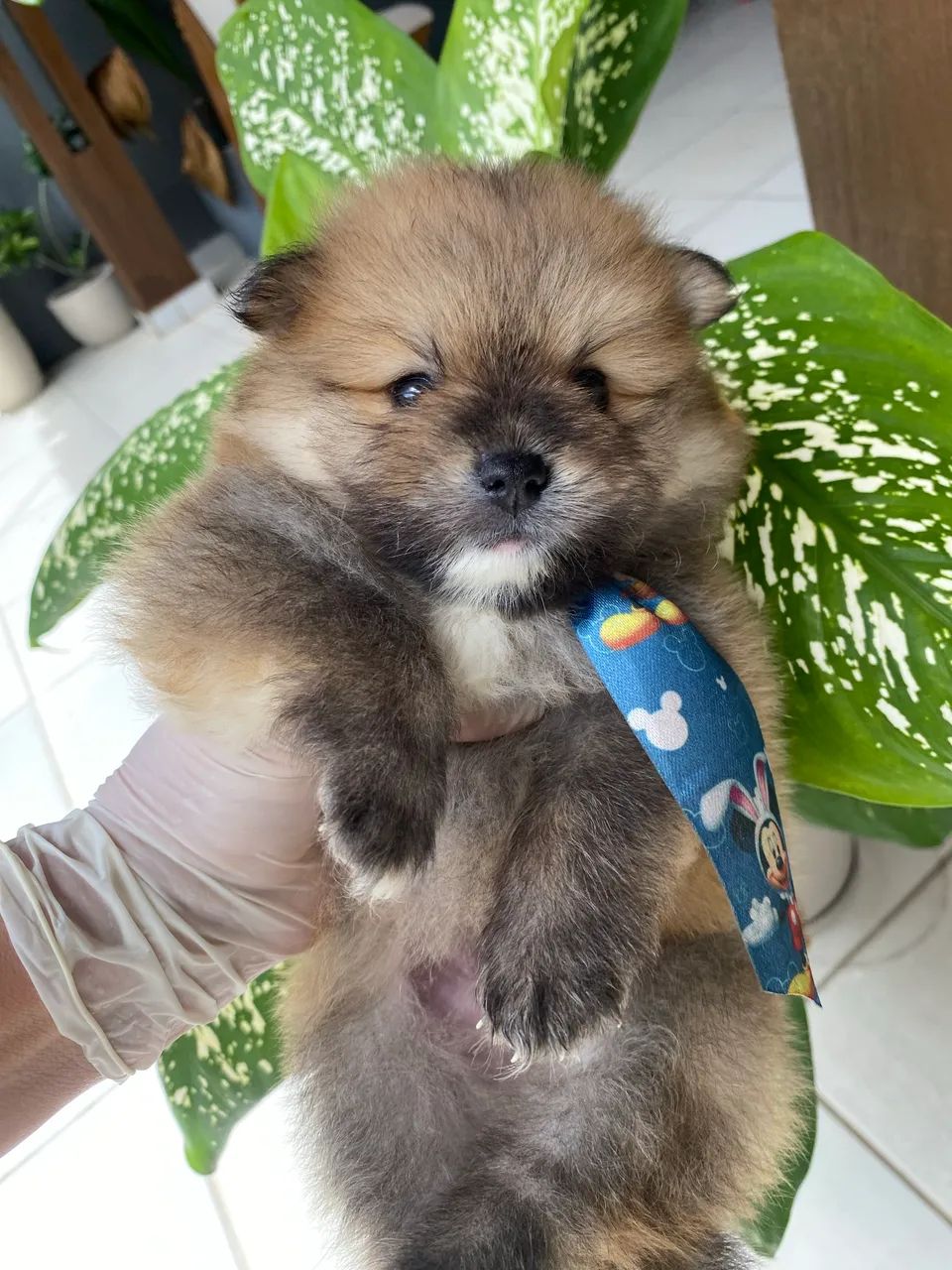 Spitz alemão anão  - Foto 2