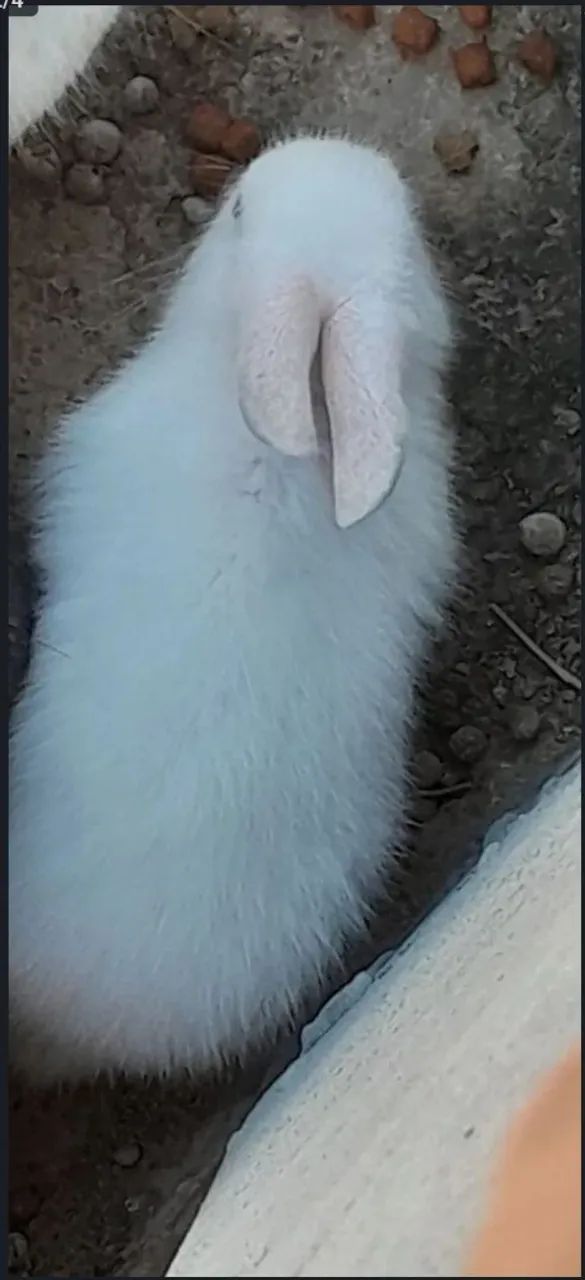 Vendo Coelhos filhotes e adultos 