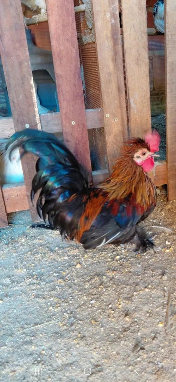 Mini garnizé 