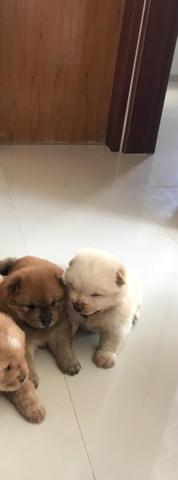 Chow Chow Americano