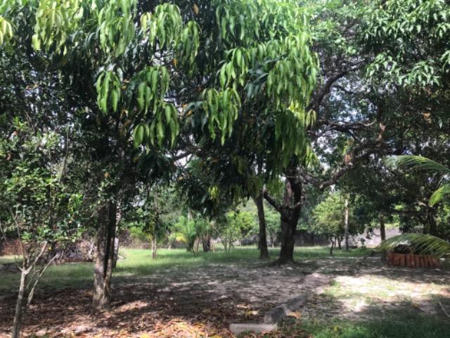 Sítio na Matinha 5000 m2 - Foto 7