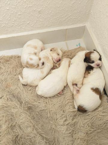 Vendo 2 filhotes machos de lhasa apso Puro