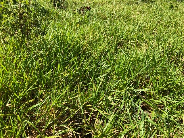 980 Alqueires, Nova Maringá-MT, 600 alqueires aberta Pecuária - Foto 5