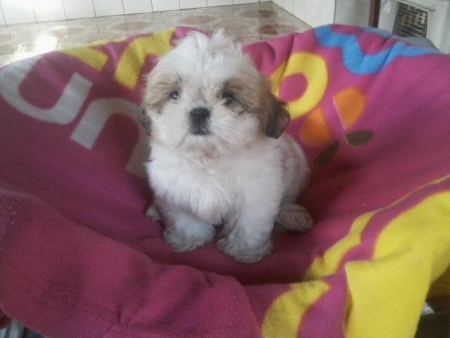 Shih tzu,femea mini,3 vacinas Novibac plus,ligue,não uso whats e nem chat
