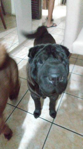 Sharpei filhote - Foto 6
