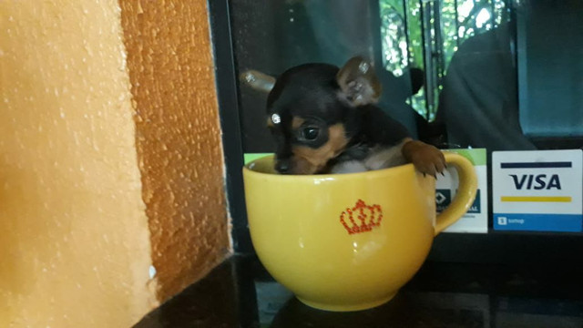 Pinscher miniatura último casal n00 leia - Foto 2