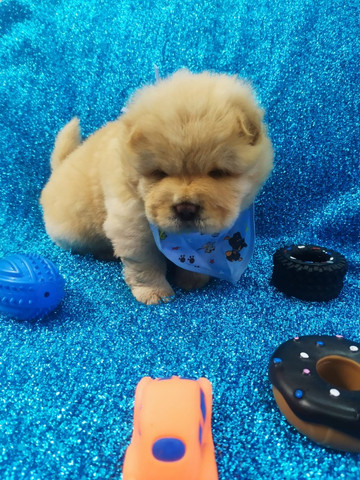 Chow Chow Branca, Laranja, Creme - Macho e Fêmea Disponível - Foto 4