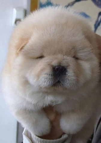 Chow-chow laranjinha/creme e pretinho, machos e femeas