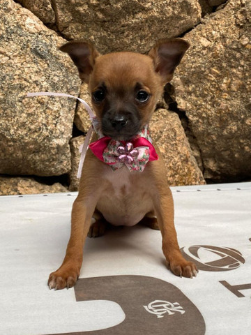 Fêmea de pinscher disponível, venha conferir.