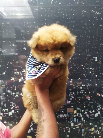 Chow Chow - Foto 3