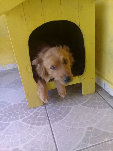 Doação de cachorra Chow Chow - Foto 2