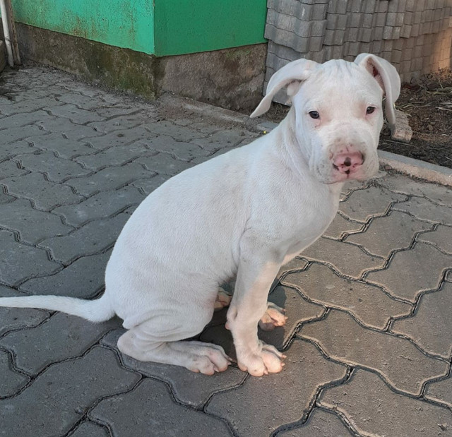 Filhotes de dogo argentino - Foto 2