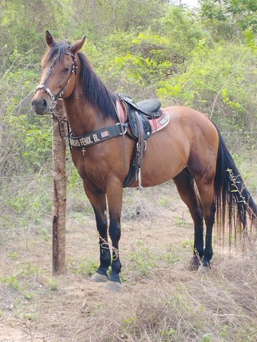 Cavalo de esteira 