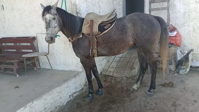 OLX on X: CAVALO 🐎 IIIIIRRAAAA 🤪 DEMAISSSS 😎 QUE ISSO MEU