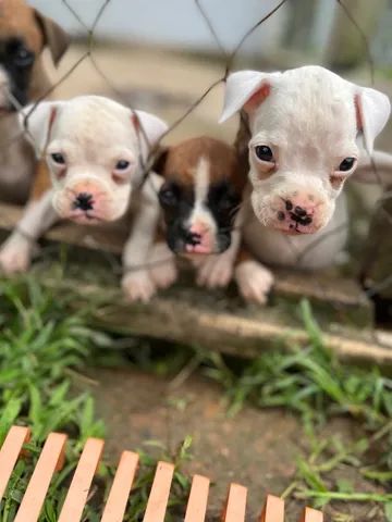 Filhotes de boxer  - Foto 3