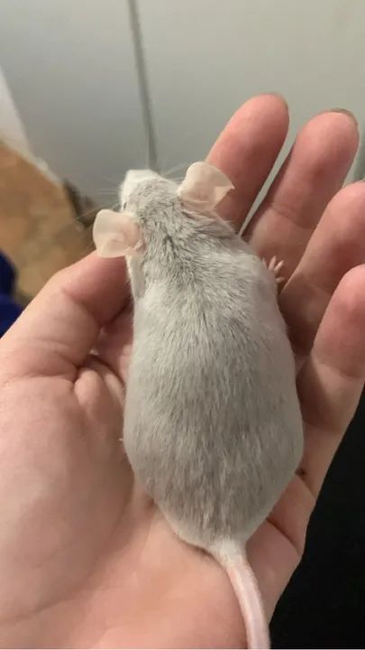 Camundongo Gaiola incluso etc