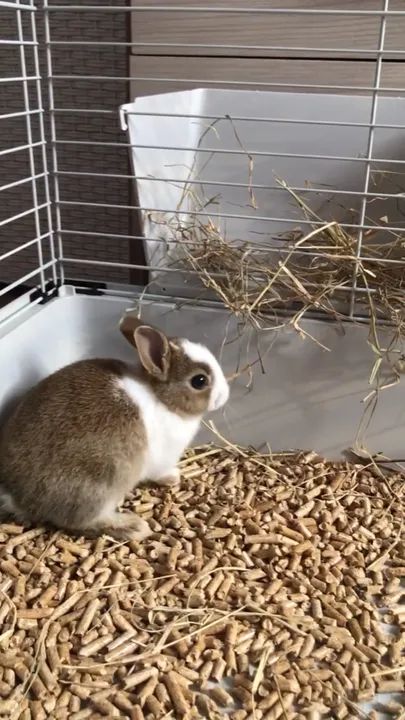 Coelho netherland filhote - Foto 3