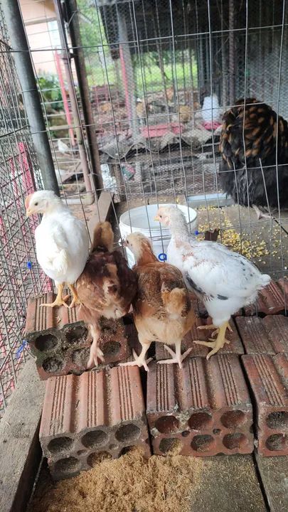 Pintinhos Raça Capirão  - Foto 2