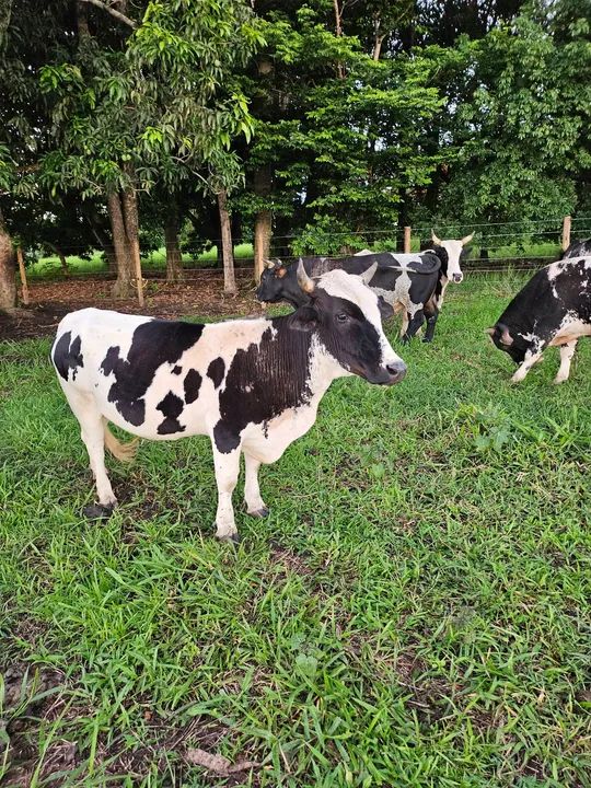 Linda mini vaca. Muito pequena e apurada