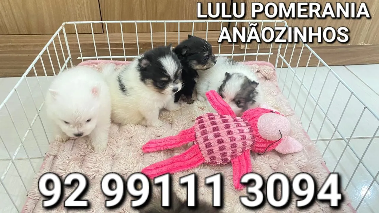 Filhotes Lulu da Pomerânia Anãozinho! Pedigree cbkc!