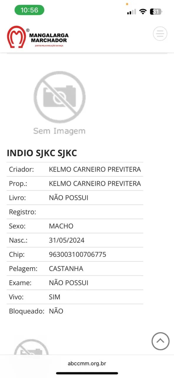 Potro MM registrado  - Foto 6