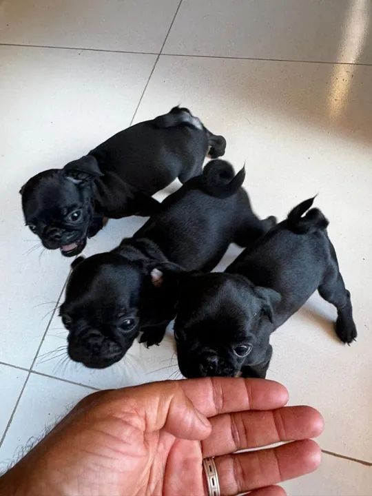 Filhote Pug Preto - Foto 5