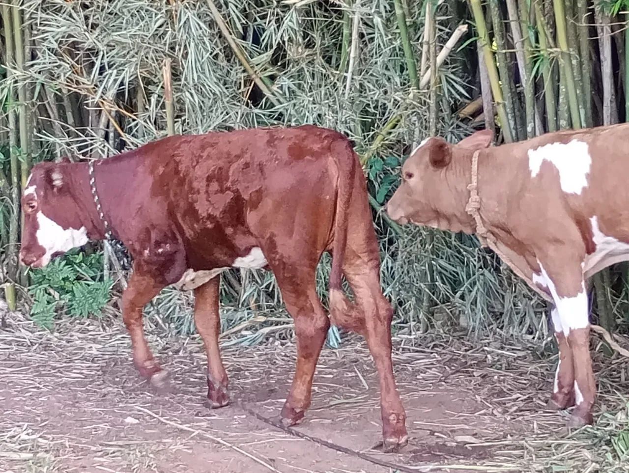 Vendo um lote de 5 terneiras e 2 machos capados  14 .100 - Foto 2