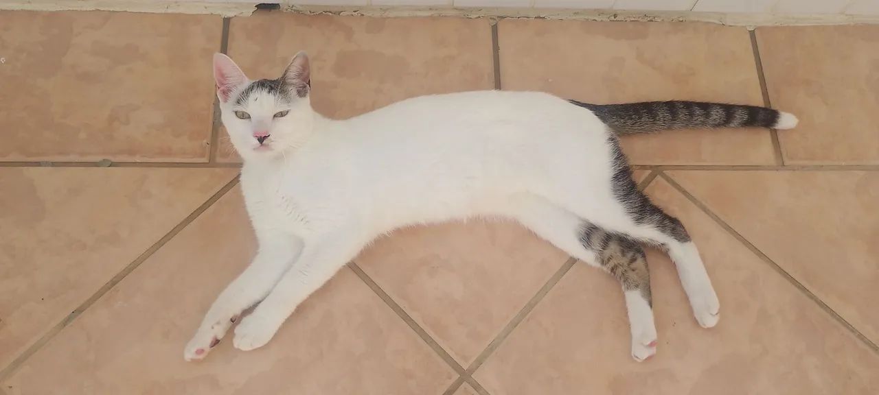 Gatos (10 meses) - Foto 5