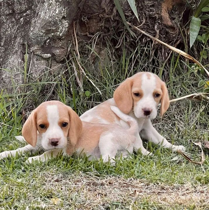  filhotes Beagle - Foto 3