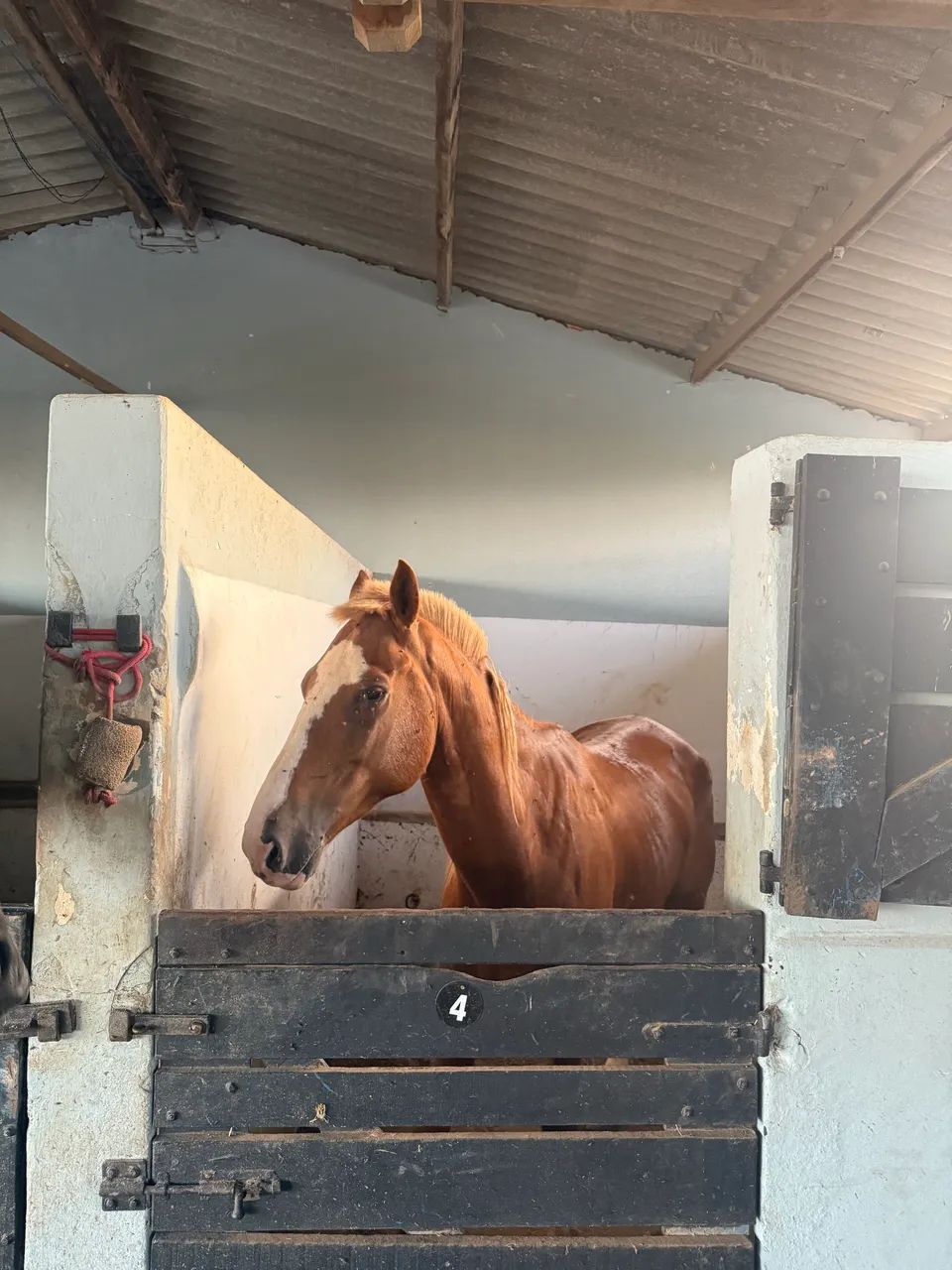 Cavalo mangalarga paulista  - Foto 2