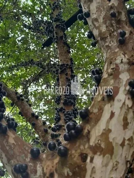 Barrozo Imóveis - Sítio a venda com 2.02 alq (9.8 ha) com córrego, nascente, pasto. - Foto 9