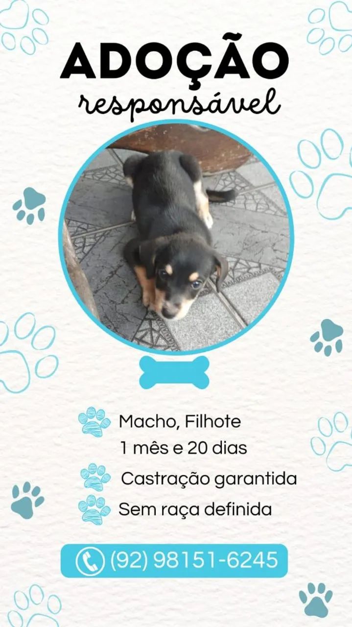 Filhote de cachorro para adoção responsável