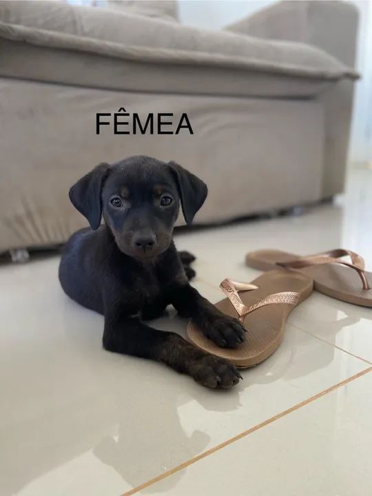 Cachorros pequeno porte doação 