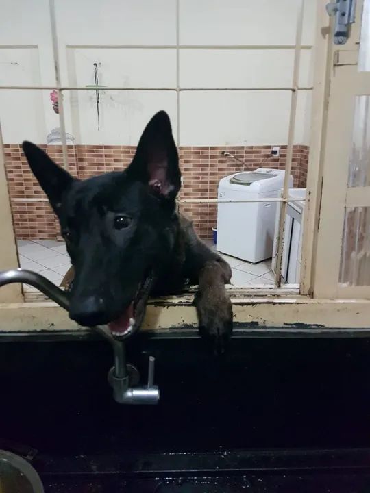 PASTOR BELGA MALINOIS COM PEDIGRE CBKC - Foto 2