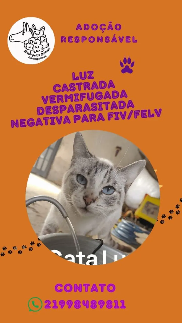 Gatinha Luz